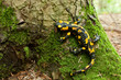Feuersalamander
