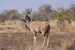 grand koudou au parc kruger