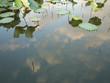 Lotus pond