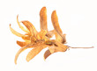 Foto: Frucht Hainbuche Frucht Hainbuche