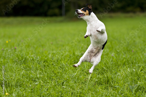 Photo: Jack-Russel springt Jack-Russel springt