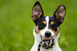 Photo: Jack-Russel mit Seil im Mund Jack-Russel mit Seil im Mund