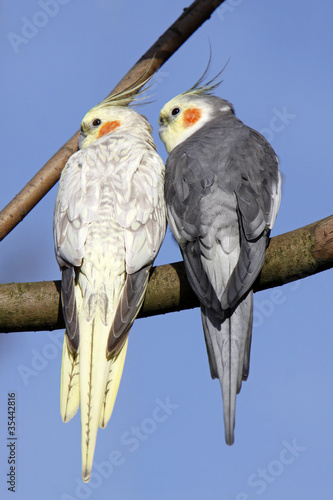 Photo: Schmusende Nymphensittiche Schmusende Nymphensittiche