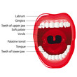 Mouth