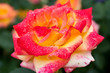 Close-up of red rose with water droplets