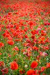 Klatschmohn