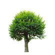 Green tree isolated on white Green tree isolated on white