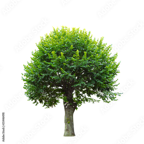 Photo: Green tree isolated on white Green tree isolated on white