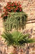 fleurs et vieilles pierre fleurs et vieilles pierre