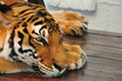 Foto: Tiger liegend Tiger liegend