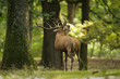 cerf