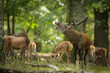 cerf