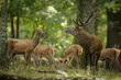 cerf