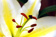 Fleur de lys
