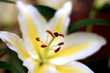 Fleur de lys
