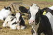 Calf close-up