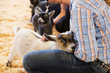 Baby goat Young handler
