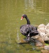 Black Swan standing on one foot Black Swan standing on one foot