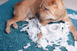 sharpei dog