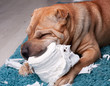 sharpei dog