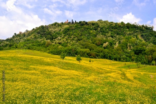 Photo: Prato con fiori gialli in collina Prato con fiori gialli in collina