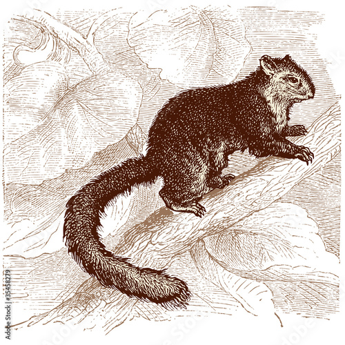 Vector: Ecureuil Ecureuil