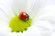 ladybug  on a flower