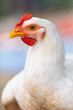 Chicken, closeup portrait Chicken, closeup portrait