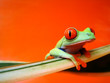Rotaugenlaubfrosch 92, Agalychnis callidryas