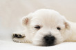 West Highland Terrier Welpen