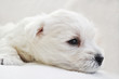 West Highland Terrier Welpen