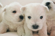 West Highland Terrier Welpen