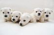 West Highland Terrier Welpen