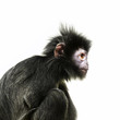 black ape with orange eye