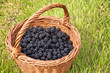 Panier de mûres dans l'herbe