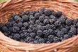 Panier de mûres Panier de mûres