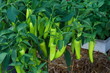 Pepper plant