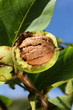 Reife Walnuss am Baum vor blauem Himmel