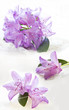 purple rhododendron flowers on white purple rhododendron flowers on white