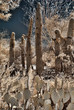 Saguaros and Cactus