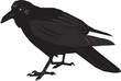 Raven