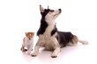 schleichende kleine Katze mit Junghund Husky