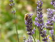 Abeille sur lavande