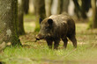 chasse