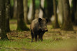 sanglier