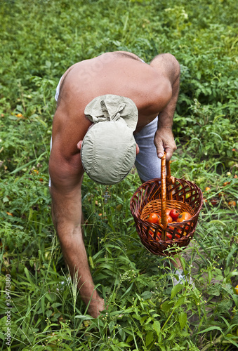 Photo: Farmer Harvesting Vegetable Farmer Harvesting Vegetable