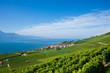 Lavaux