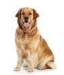 Golden retriever on white background Golden retriever on white background