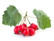 Hawthorn bunch with leaves