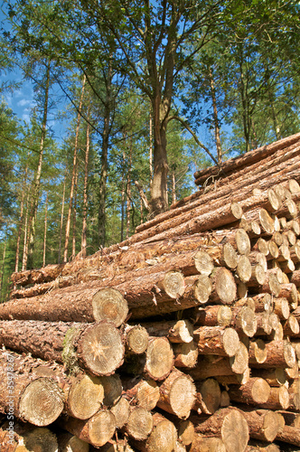 Foto: Holz, Baumstämme, Forstwirtschaft, Kiefer Holz, Baumstämme, Forstwirtschaft, Kiefer